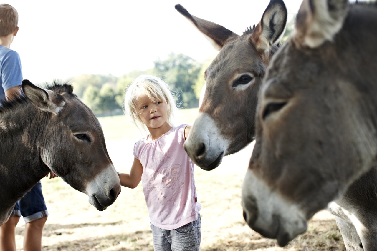 Tierparks und Zoos in Westjütland an der dänischen Nordsee